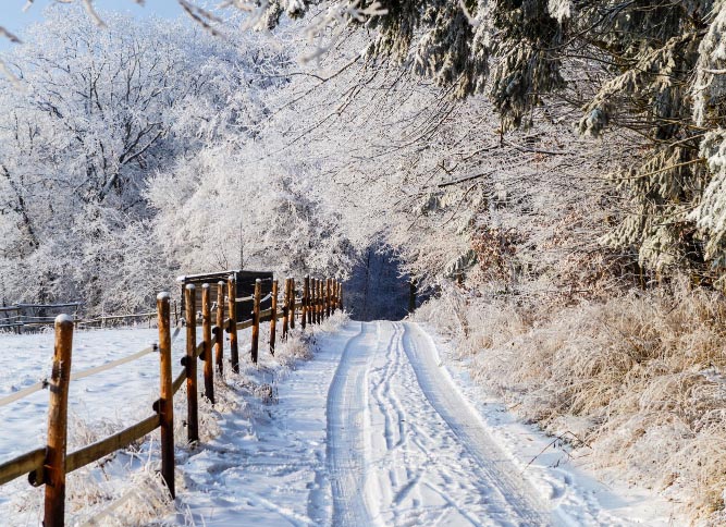 A snowy road with a fence and trees  Description automatically generated